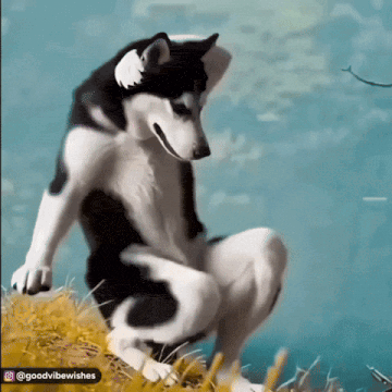 Dancing husky funny Gif
