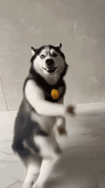 Dog dance husky funny dance Gif