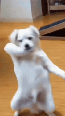 Funny Dog dance dancing Gif